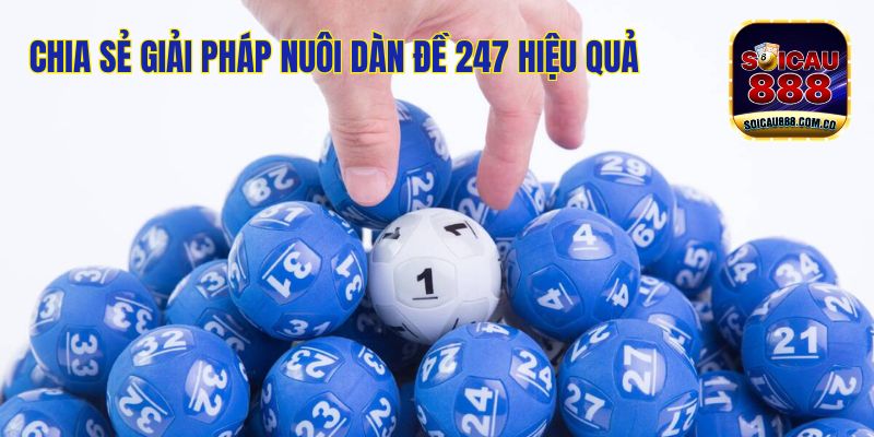 Dàn Đề 247: Nuôi Bộ Số Đẹp, Hốt Bạc Tỷ Về Túi 