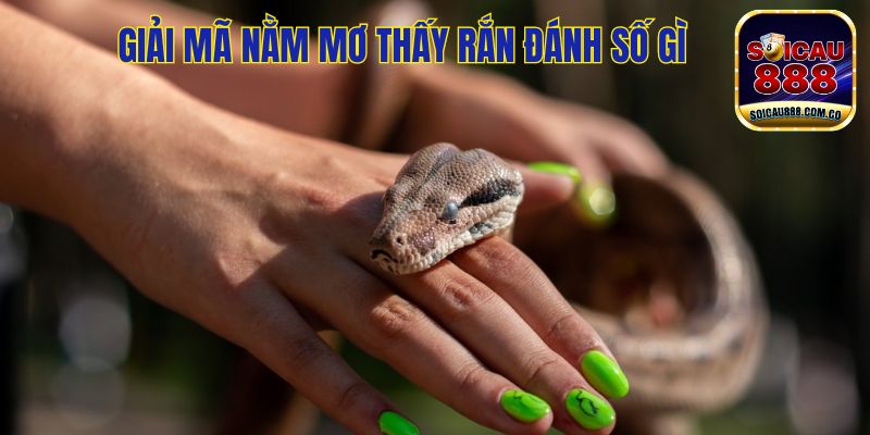 Nằm Mơ Thấy Rắn Đánh Số Gì? Đây Là Điềm Tốt Hay Xấu