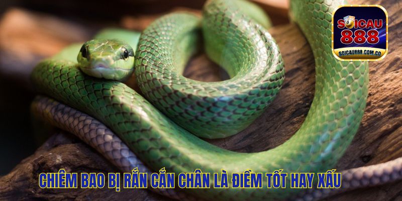 Nằm Mơ Thấy Rắn Cắn Đánh Số Gì Dễ Trúng, Làm Giàu Nhanh