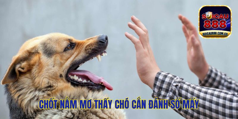 Nằm Mơ Thấy Chó Cắn Đánh Số Mấy? Dự Báo Điều Tốt Hay Xấu