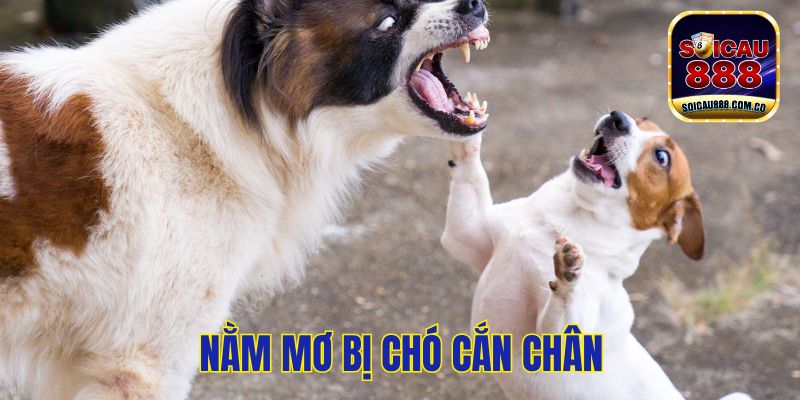 Nằm Mơ Thấy Chó Cắn Tốt Hay Xấu? Nên Đánh Đề Số Mấy