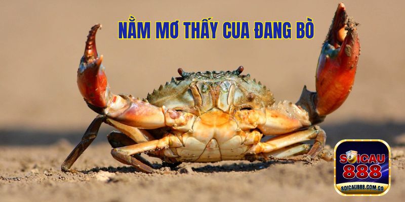 Nằm Mơ Thấy Cua? Đánh Số Gì May Mắn Và Tâm Linh