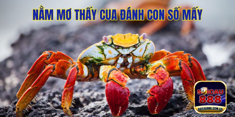 Nằm Mơ Thấy Cua? Đánh Số Gì May Mắn Và Tâm Linh