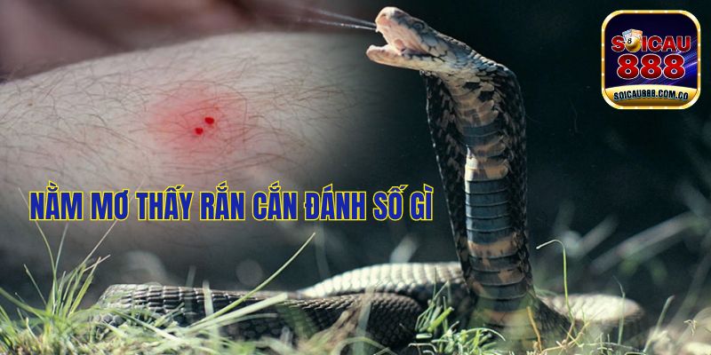 Nằm Mơ Thấy Rắn Cắn Đánh Số Gì Dễ Trúng, Làm Giàu Nhanh