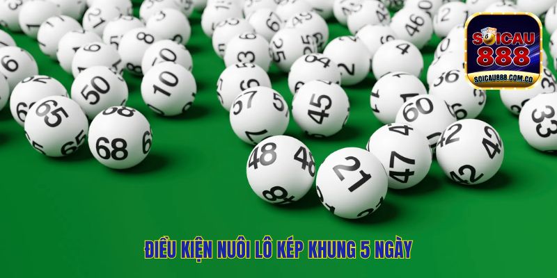 Hướng Dẫn Nuôi Lô Kép Khung 5 Ngày Cho Tân Thủ  