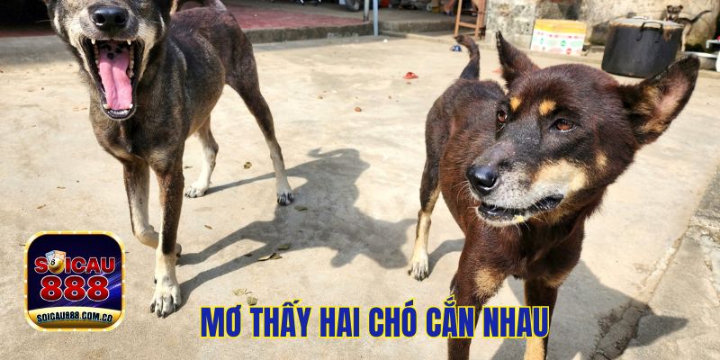 Nằm Mơ Thấy Chó Cắn Đánh Số Mấy? Dự Báo Điều Tốt Hay Xấu