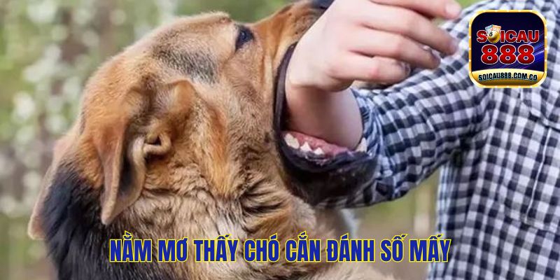 Nằm Mơ Thấy Chó Cắn Đánh Số Mấy? Dự Báo Điều Tốt Hay Xấu