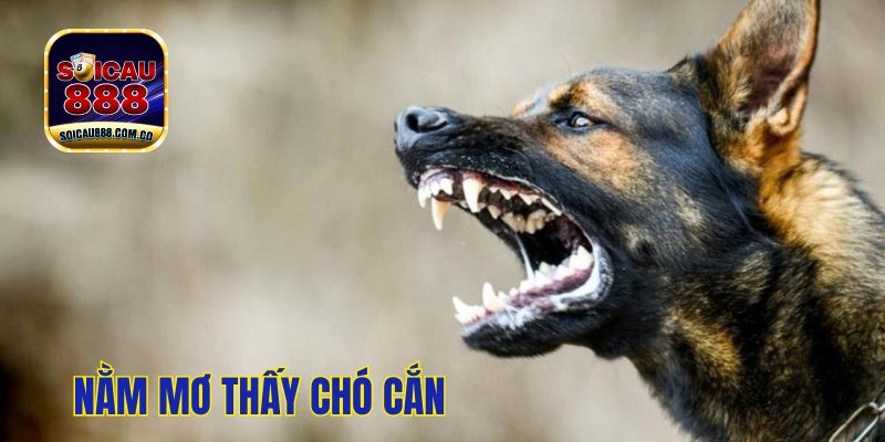 Nằm Mơ Thấy Chó Cắn Tốt Hay Xấu? Nên Đánh Đề Số Mấy